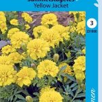 Ryhmäsamettikukka 'Yellow Jacket'