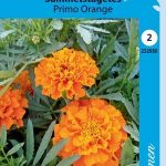 Ryhmäsamettikukka 'Primo Orange'