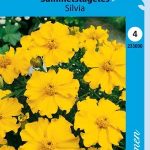 Ryhmäsamettikukka 'Silvia'