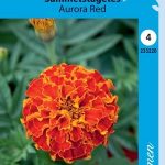 Ryhmäsamettikukka 'Aurora Red'