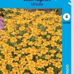 Kääpiösamettikukka 'Ursula'