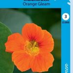 Indiankrasse 'Orange Gleam'