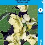 Isoköynnöskrassi 'Milkmaid'