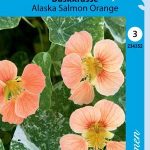Pensasköynnöskrassi 'Alaska Salmon Orange'