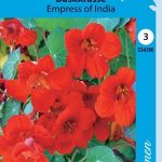 Pensasköynnöskrassi 'Empress of India'