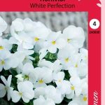 Sarviorvokki 'White Perfection'