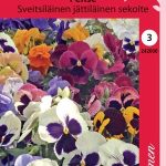 Tarhaorvokki 'Sveitsiläinen Jättiläinen'
