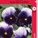 Tarhaorvokki 'Super Beaconsfield'