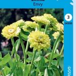 Isotsinnia eli iso-oppineittenkukka 'Envy'