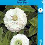 Isotsinnia 'Polar Bear'