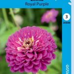 Isotsinnia 'Royal Purple'