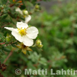 Pensashanhikki 'Abbotswood'