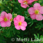 Pensashanhikki 'Lovely Pink'