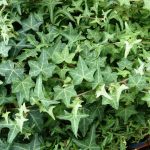 Hedera