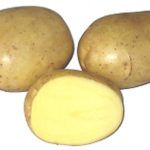 Siemenperuna 'Nicola' 3 kg