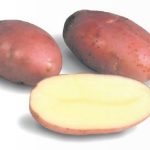 Siemenperuna 'Rosamunda' 5kg