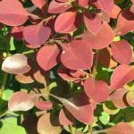 Purppurahappomarja 'Atropurpurea'