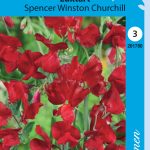 Tuoksuherne 'Spencer Winston Churchill'