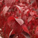 Korallikanukka 'Sibirica'