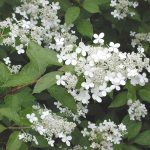 Mustilanhortensia