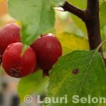 Purppuraomenapuu 'Makamik'
