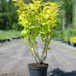 Keltaheisiangervo 'Darts Gold'