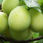 Keltaluumu 'Onega keltainen'