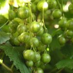 Viherherukka 'Vilma'