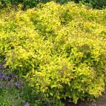 Keltakeijuangervo 'Golden princess'