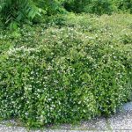 Seppelvarpu 'Crispa'