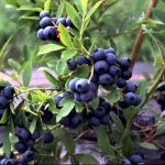 Tarhapensasmustikka 'Aino'