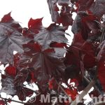 Verivaahtera 'Royal Red'