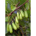 Kiinanlaikkuköynnös 'Vitakola'