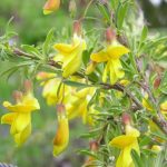 Siperianhernepensas