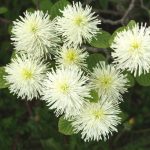 Höyhenpensas