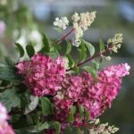 Syyshortensia 'Wim's Red'