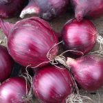 Punasipuli 'Red Baron' 500g