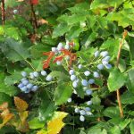 Mahonia