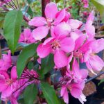 Purppuraomenapuu 'Wabiskaw'
