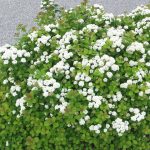 Koivuangervo 'Spirea betulifolia'