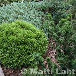 Pallotuija 'Danica'