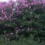 Unkarinsyreeni 'Syringa josikaea'