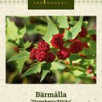 Marjasavikka 'Strawberry Sticks'