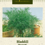 Tilli 'Bouquet'