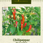 Chilipaprika 'De Cayenne'