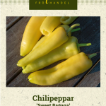 Chilipaprika 'Sweet Banana'