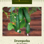 Avomaakurkku F1 'Gunnar'