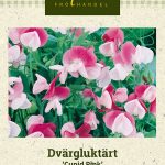 Kääpiötuoksuherne 'Cupid Pink'