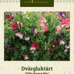 Kääpiötuoksuherne 'Villa Roma Mix'