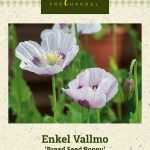 Oopiumiunikko 'Bread Seed Poppy'